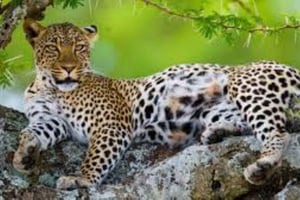 3-daagse luxe safari in Serengeti en Ngorongoro