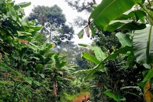 3-dagars vandring i Udzungwa-bergen