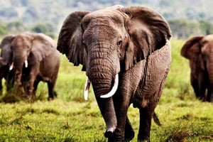 3 giorni 2 notti di safari da Zanzibar a Mikumi in traghetto