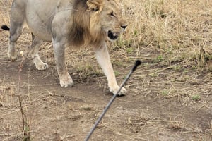 Von Sansibar nach Mikumi: Safari, Boot, SGR und Wildtierabenteuer