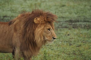 3 Days Camping Safari at mikumi national Park