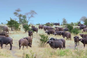 3 dagars safari i Nyerere nationalpark (Selous Game Reserve)