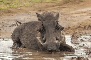 3-daagse safari van Dar-es-Salaam naar Mikumi Nationaal Park