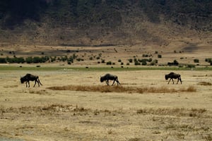 3 jours dans le parc national du Serengeti au départ de Zanzibar avec vols