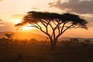 3 päivän Serengeti & Ngorongoro ryhmäleirintäsafari