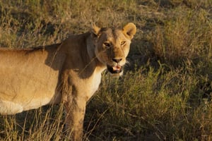 3-tägige Serengeti & Ngorongoro-Gruppensafari der Mittelklasse