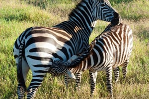 3 päivän unohtumaton luksussafari Tansaniaan