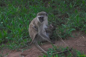 3-tägige unvergessliche Erinnerung von Dar-es-Salaam zum Mikumi NP