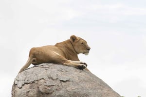 3D-päivä Tansania Safari, Parhaat luonnonpuistot - Leirintäalueet - Camping