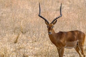 3 dagers safari og kulturreise fra Zanzibar