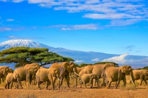 4-dages eventyr til Arusha NP, Serengeti og Ngorongoro-krateret
