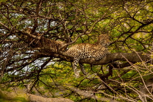 4-Day Fly-in Zanzibar & Fly-out Arusha Bush to Beach Safari