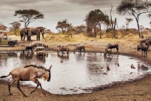 4 päivän Maasai Boma, kuuma lähde ja villieläinten elämykset