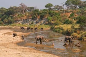 Safari de 4 días a los parques nacionales de Arusha, Ngorongoro, Tarangire y Makuyuni