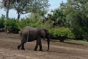 4 giorni in Tanzania meridionale Udzungwa e Mikumi NP