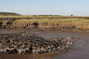 Safari de 4 días en Tanzania safari asequible en lodge de gama media