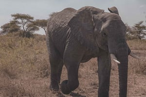 Safari de 4 jours en Tanzanie pour les voyageurs seniors