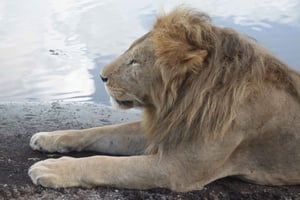 4-daagse safari naar Tarangire, Serengeti en Ngorongoro