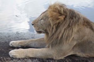 4日間 タランギレ、セレンゲティ、ンゴロンゴロ サファリ