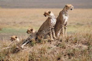4 DAGARS TANZANIA GRUPPCAMPING SAFARI - SERENGETI & NGOROGORO