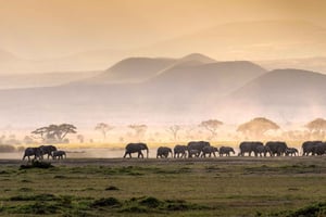 4 Dagen Tarangire, Serengeti, Ngorongoro Middenklasse Safari
