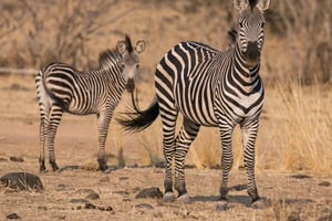 Safari en groupe de 5 jours en milieu de gamme dans les parcs les plus célèbres de Tanzanie