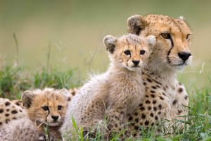 5-tägige Safari- und Kulturreise in Tansania