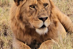 5-Day Ultimate Safari to Nyerere & Mikumi from Dar