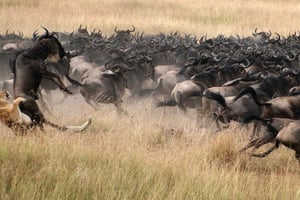 5 Days Tanzania Calving Safari Christmas & New Year