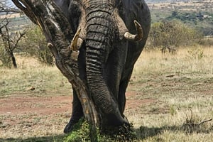 5 päivän Serengetin vaellussafari Tansaniassa