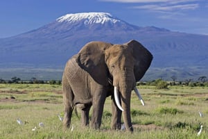 6 jours de safari au Kenya à Amboseli et Tsavo ouest et est.