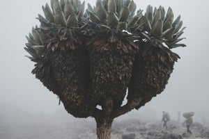 6日間のマラングルートキリマンジャロ登山