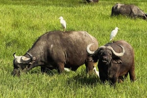 6 - Dias de safári pela migração dos gnus no norte do Serengeti