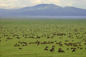 Camping économique de 7 jours - Tarangire, Serengeti, Ngorongoro...