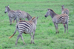 7-Day Tanzania Safari Tour
