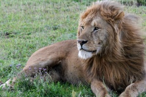 Safari de 7 días para ver la migración de los ñus en el río Mara