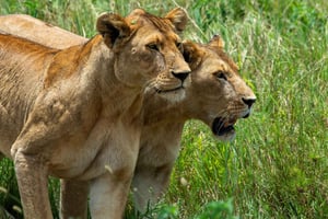 Safari de 7 jours sur la migration des gnous et la culture