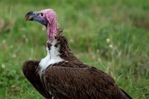8-dagars safari i Tanzania och strandupplevelse på Zanzibar