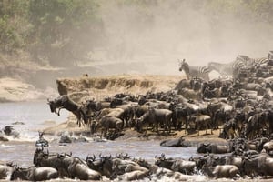 9 dages gruppebudget-safari gennem Kenya og Tanzania