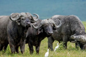 Un safari di 5 giorni con i big five in Tanzania