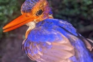 楽園で過ごす1日：ペンバ島の魅力を発見しましょう