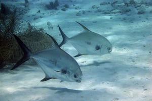 En dag med snorkling og afslapning på stranden på Mbudya Island, Dar es Salaam