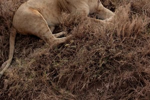 Arusha: 2 giorni di safari al lago Manyara e al cratere Ngorongoro