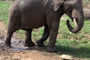 Arusha: 2-daagse safari naar Tarangire National Park met maaltijden