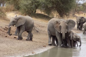 Arusha: 3 päivän opastettu safarikierros kansallispuistoihin