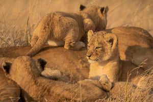 Arusha: 3 giorni di safari