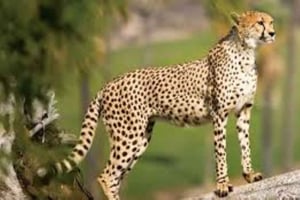 Аруша: 3-дневное сафари в Серенгети и кратере Нгоронгоро