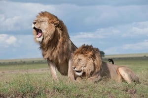 Arusha: 3-Day Serengeti & Ngorongoro Luxury Safari