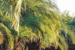 Аруша: 3-дневное сафари в Тарангире и горячие источники Кикулетва