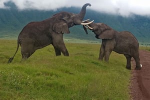 Arusha : safari camping économique de 4 jours